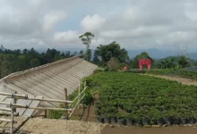 Agro Wisata Stroberi Malino