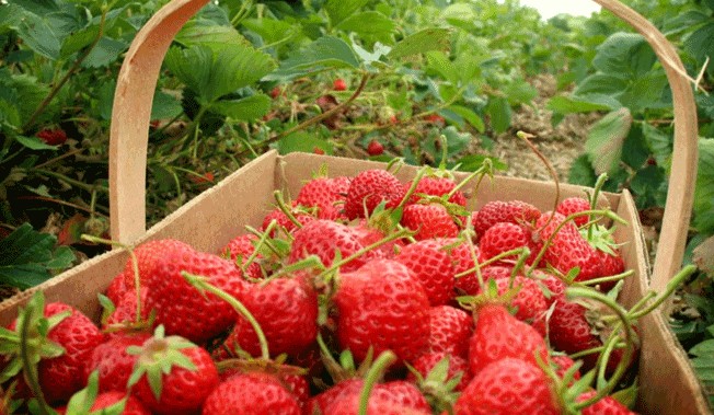 agrowisata-strowberi-malino