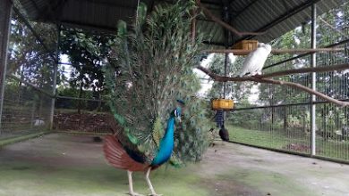 kebun binatang citra satwa celeber