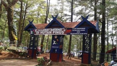 hutan pinus malino