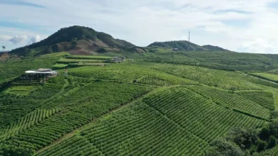 kebun teh malino liburan ala jepang